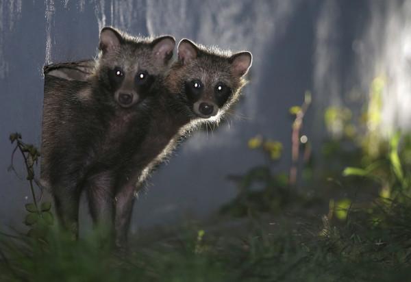 上千只貉“佔領”上海，賴在城市不走了，還把小區當成自己家