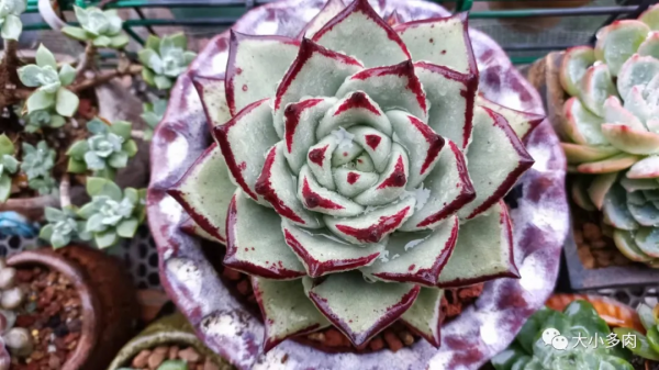 因為多肉，貓眼盆多了生命的光彩；因為盆，多肉有了藝術的韻味