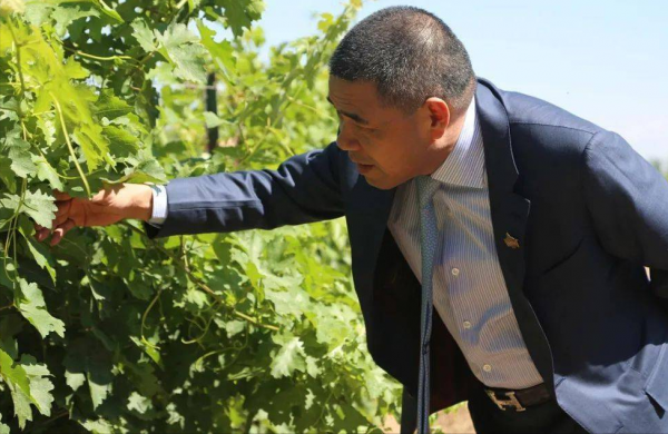 “傻大亨”陳德啟：賺國外的錢，回國投資16億開荒種葡萄，為啥？