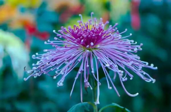 來自重陽節的慰問 來自重陽節的慰問