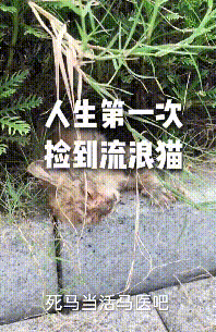 可憐小貓流浪街頭，路邊病倒無依無靠，女子第一次撿貓就成鏟屎官