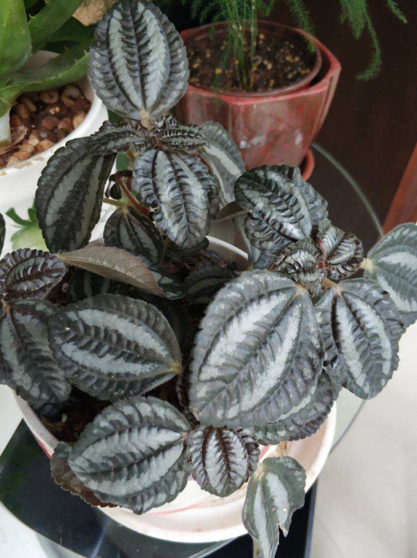 10塊錢一盆的冷水花，葉子精美得像一幅畫，不愧是網紅植物