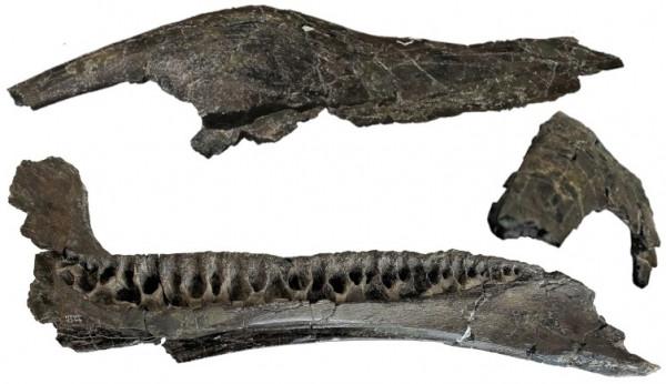 新恐龍物種的發現，據說是禽龍的近親，或許可以為恐龍系新添一員