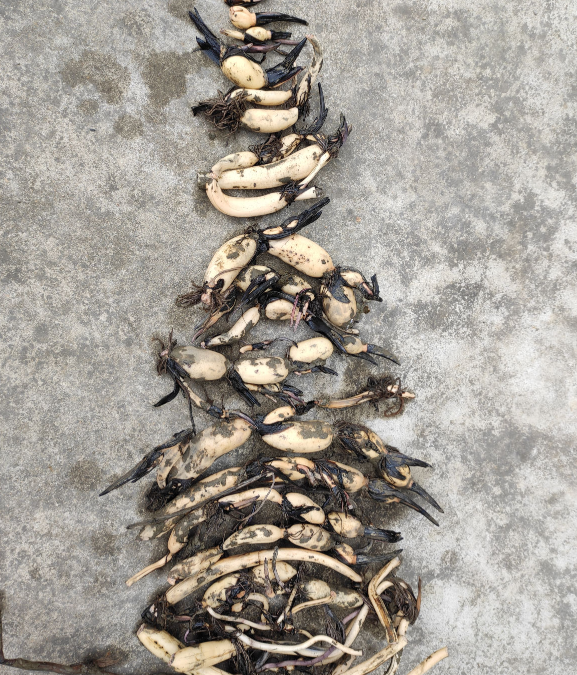 天氣一涼,吃這6種蔬果特養人,關鍵是在家也能種 天氣一涼,吃這6種蔬果特養人,關鍵是在家也能種