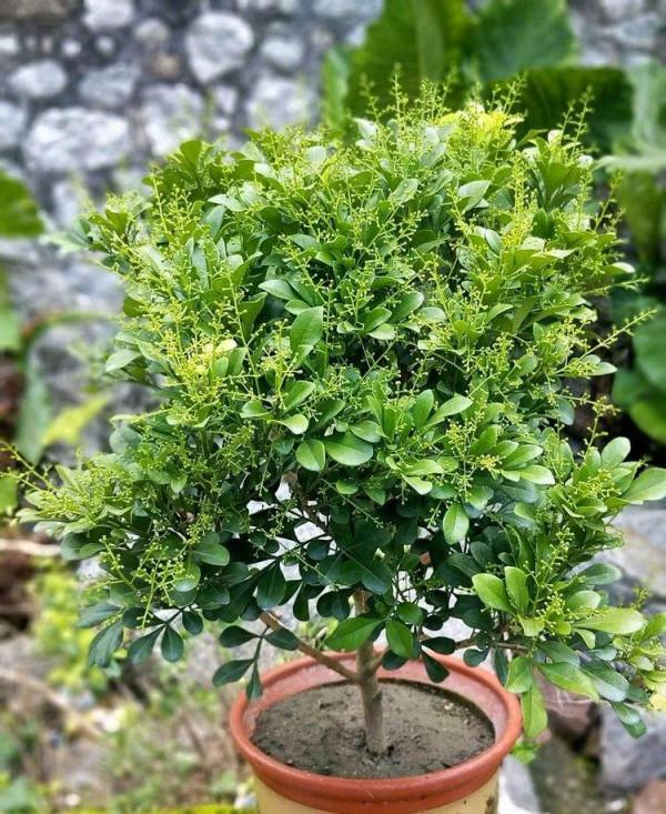 5種花，香氣濃郁，久聚不散，花一開“富貴滿家”