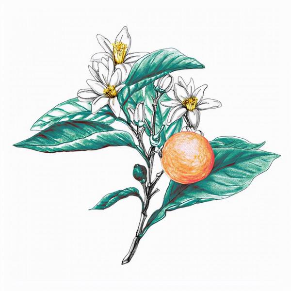 入門精油怎麼選？