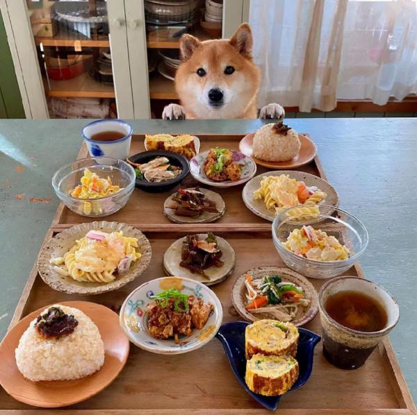 看完這位日本網友的萌寵曬照:一人一柴三餐四季,被生活治癒了 看完這位日本網友的萌寵曬照:一人一柴三餐四季,被生活治癒了