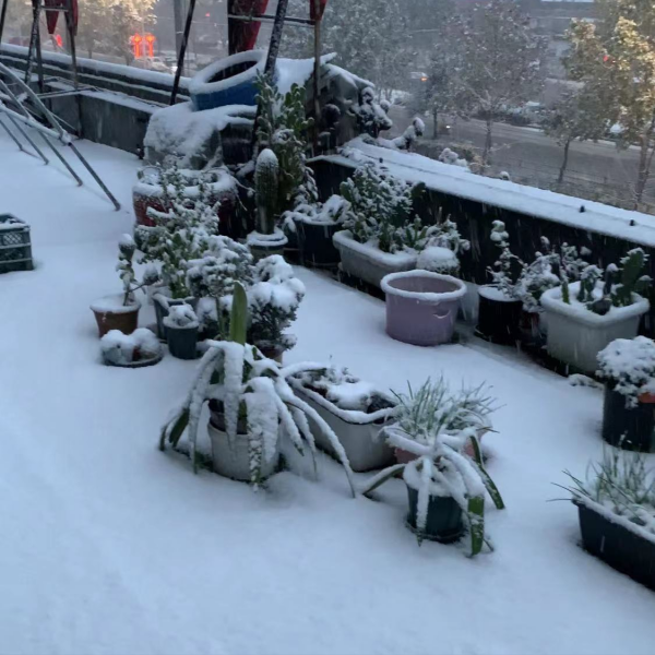 6種“吉祥花”，曬曬大太陽，紅紅火火開一冬，富貴滿屋子