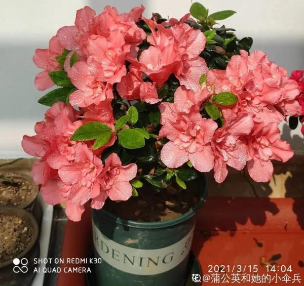 10種花，冬天別噴水，越噴越爛葉，變成光桿特醜