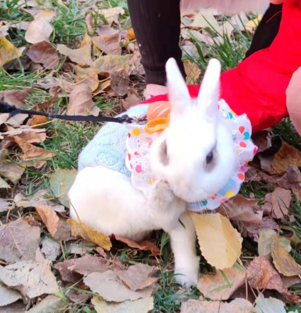 美目盼兮小精靈，疑為玉兔下凡間