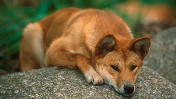 “村口大黃”到澳變身頂級殺手,吃袋鼠偷綿羊讓人頭疼,憑什麼? “村口大黃”到澳變身頂級殺手,吃袋鼠偷綿羊讓人頭疼,憑什麼?