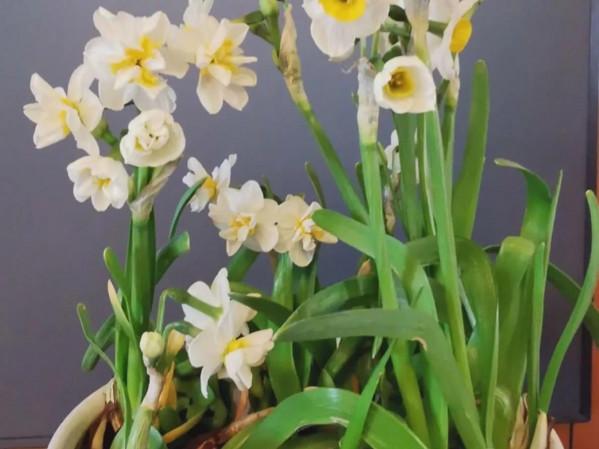 如何使水仙花準時開花? 如何使水仙花準時開花?