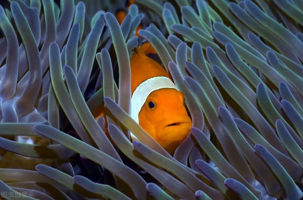 動物之間的夥伴關係，有我們很多意想不到的現象