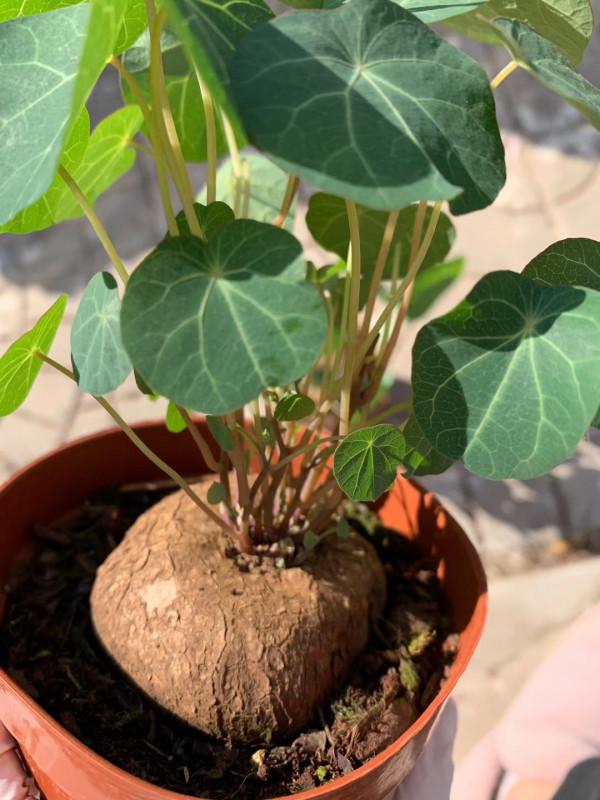 &OpenCurlyDoubleQuote;懶人&rdquo;就養這10種花，一個月不澆水也死不了，多曬少管更健壯