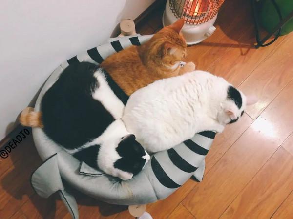 《養貓那些事兒》，笑不活了家人們