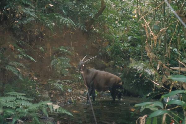 亞洲麒麟 地球上最稀有的動物之一 科學家們發起尋找希望助力繁衍 亞洲麒麟 地球上最稀有的動物之一 科學家們發起尋找希望助力繁衍