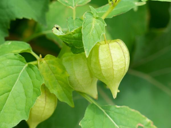 農村才有的美味野果，現在都比較少見了，你吃過幾種？