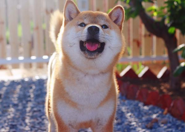 訓練篇：柴犬一生最佳的訓練時間，請你好好“把握”