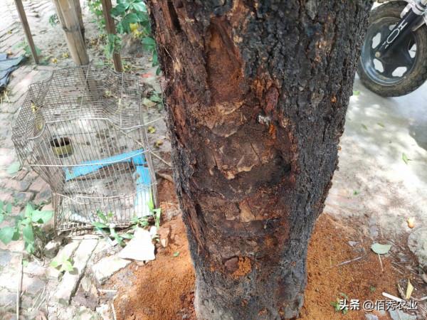 果樹體內鑽入蛀蟲,噴施農藥效果差,農業專家告訴你如何防治 果樹體內鑽入蛀蟲,噴施農藥效果差,農業專家告訴你如何防治