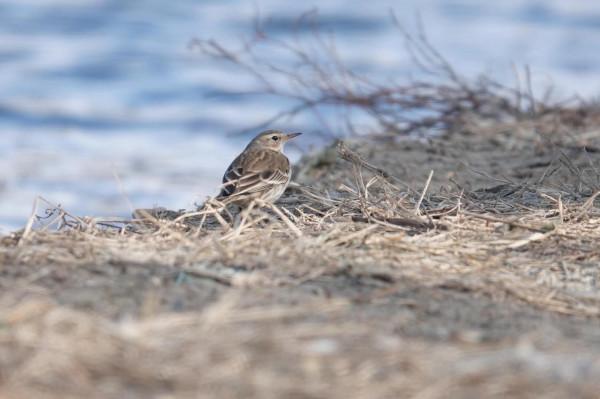 春節清河觀鳥記錄