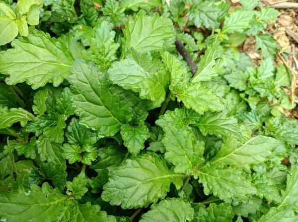 農村常見的筋骨草，原來是優質的野菜，營養豐富價值高，你可見過