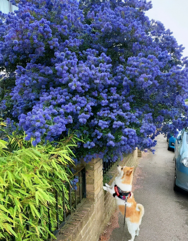 8種“貴族花”，實在太奢侈，動輒上千元，家裡有礦才敢買