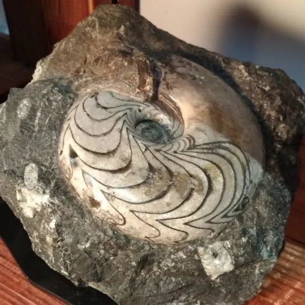 脊椎動物崛起，目標征服陸地——泥盆紀