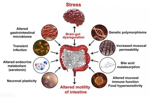 經常腹瀉、腹痛、腹脹、排便異常，9種用於腸易激綜合徵中成藥