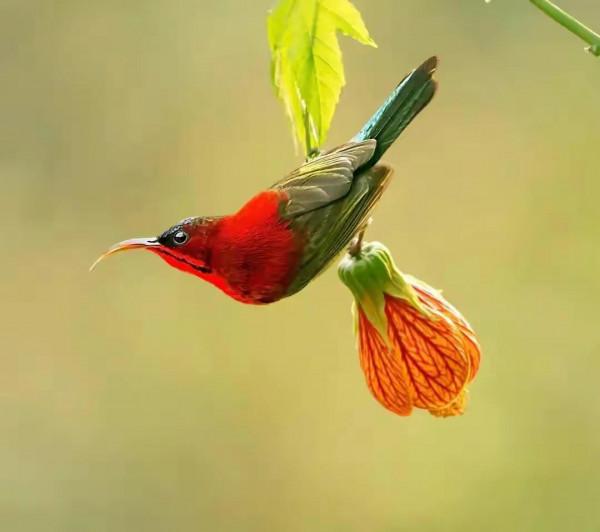 分享圖片&mdash;&mdash;可愛的小小鳥兒