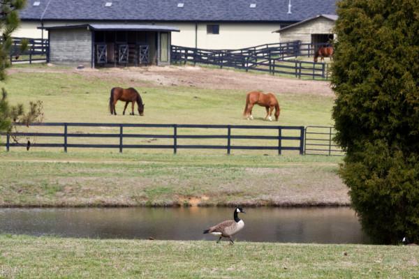 動物之間的夥伴關係，有我們很多意想不到的現象