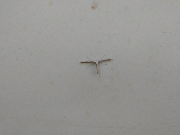 瞧,牆上有隻“T”字型的飛蟲 瞧,牆上有隻“T”字型的飛蟲