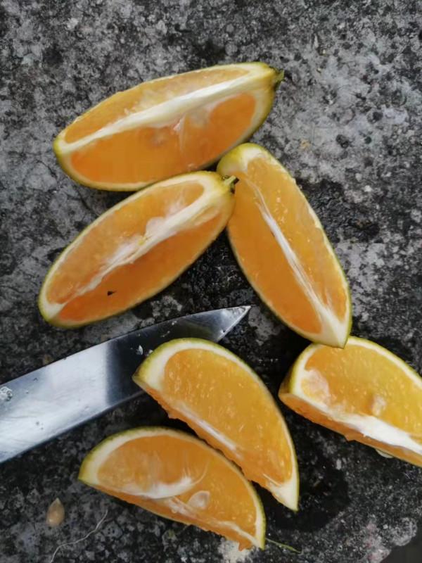 紅江農場,水果特別多,你最喜歡哪個? 紅江農場,水果特別多,你最喜歡哪個?