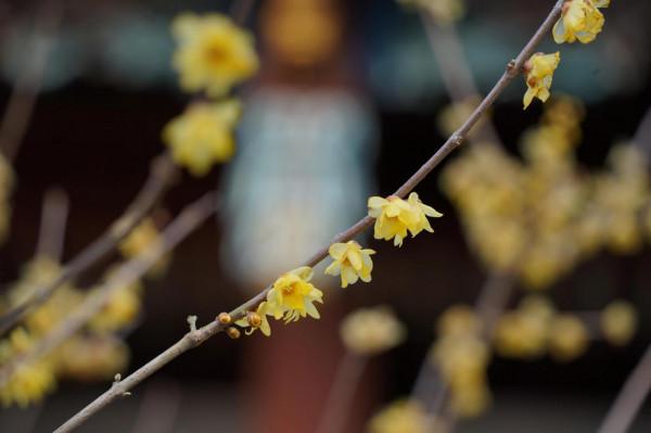 古寺梅花開，花期正當時