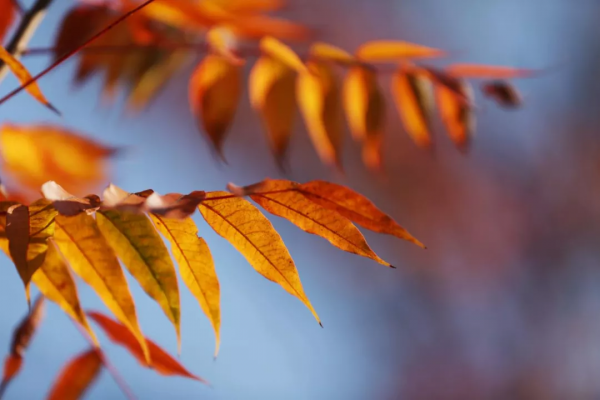 美成故事！這條路用紅、黃、藍三色驚豔了冬日時光