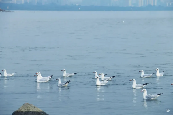 在深圳,必打卡的6個海濱棧道 在深圳,必打卡的6個海濱棧道