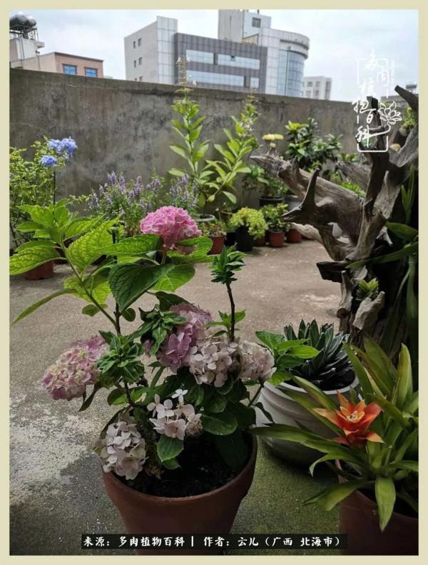 養花種多肉到底有什麼用？答案在這裡