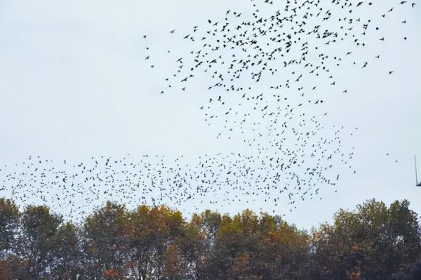 恐怖片走入現實，美國得州驚現上萬只黑鳥盤旋，是災難前徵兆嗎？