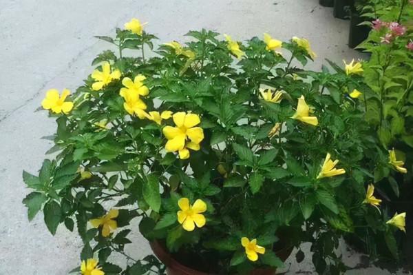 十分守時的花卉——時鐘花