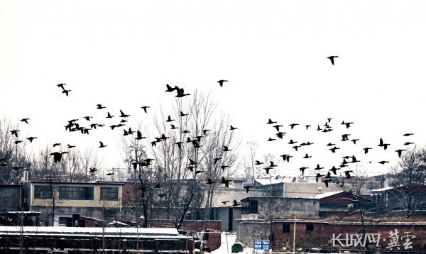 高畫質圖 &vert; 平山縣治河溼地：大雪後 群鳥歡
