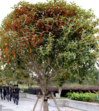 帶你欣賞桂花品種大合集