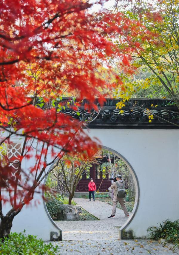 楓葉紅，遊人醉！醉白池的“楓”景這邊獨好