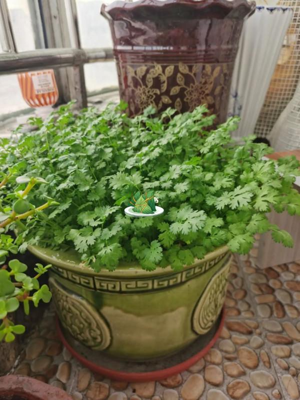 天冷了，陽臺種蔬菜，首選這8種，0度凍不死，吃一茬冒一茬