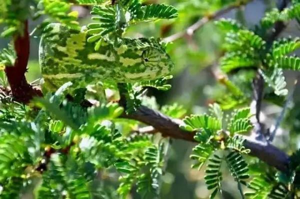 動物界的偽裝高手，不看不知道，一看嚇一跳