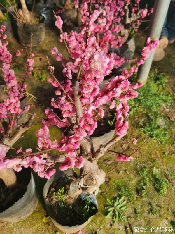 10種花不怕冷,先別搬進屋,放外面凍一凍,開花更旺 10種花不怕冷,先別搬進屋,放外面凍一凍,開花更旺