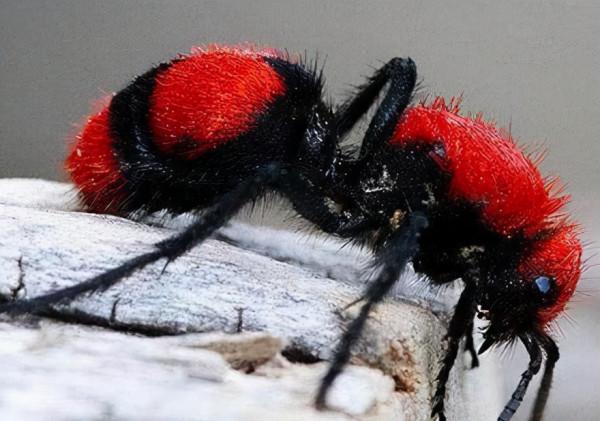 66張圖片帶你看看，那些有著驚豔“顏值”的動物