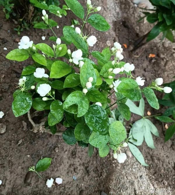 家裡的花別亂放，放錯地方，容易把花養死