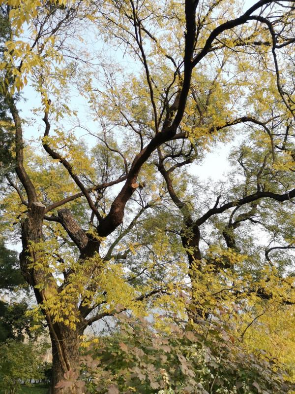 北京，植物園的秋天（秋景）