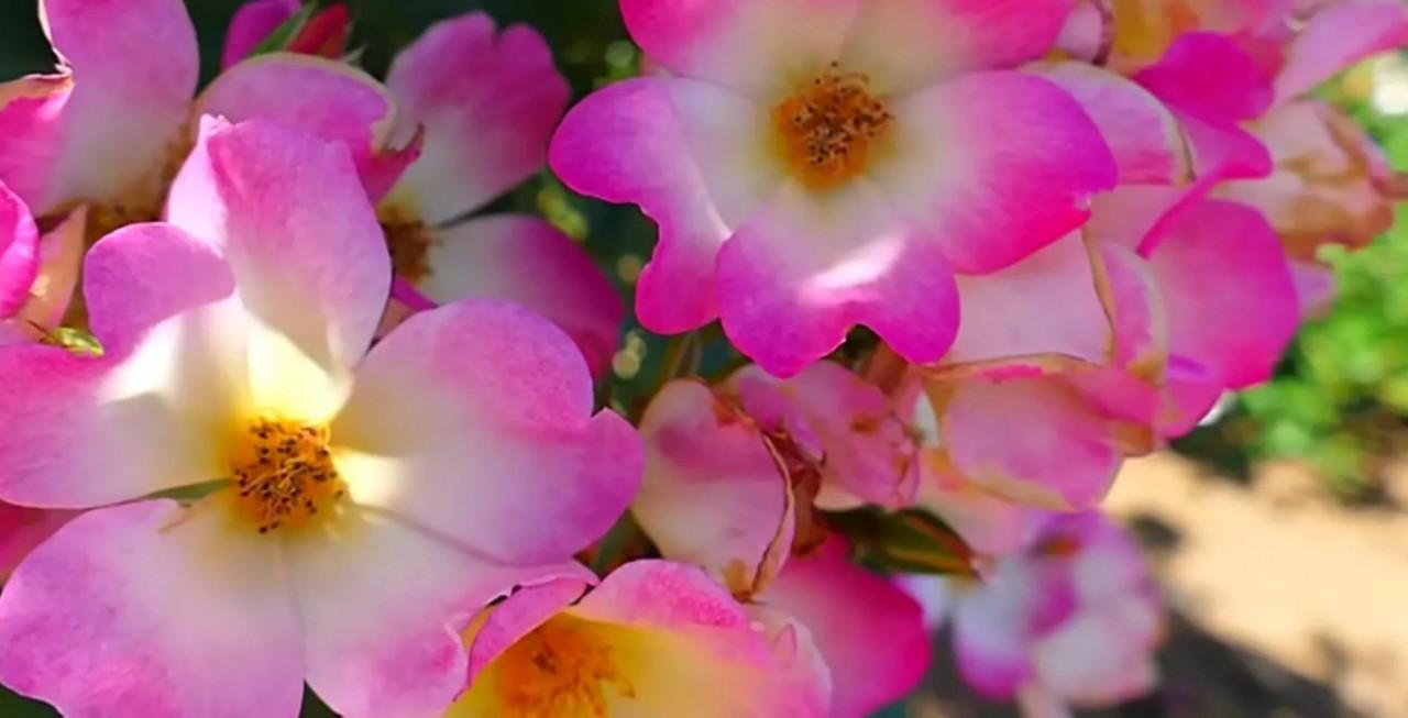 你不瞭解的薔薇花：代表愛的思念！具有詩人般的氣質