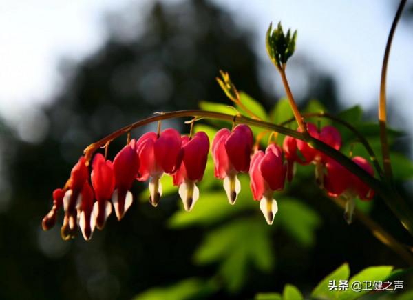 這46天裡，一群“代理媽媽”和一名“小不點兒”的故事