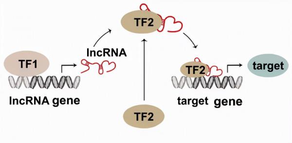 讓你的lncRNA擺脫miRNA的束縛(中) 讓你的lncRNA擺脫miRNA的束縛(中)